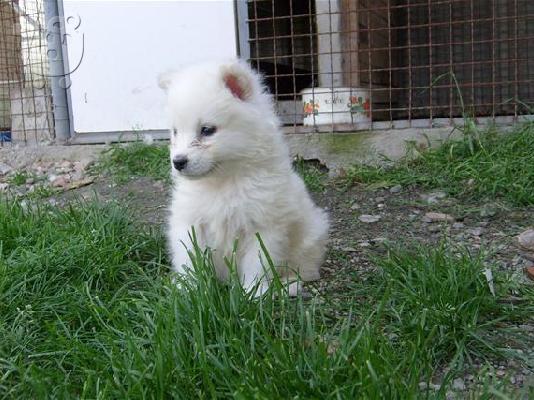 PoulaTo: Yorkshire Terrier καθαροαιμα κουταβια ΘΕΣΣΑΛΟΝΙΚΗ σταθερό 2311288660